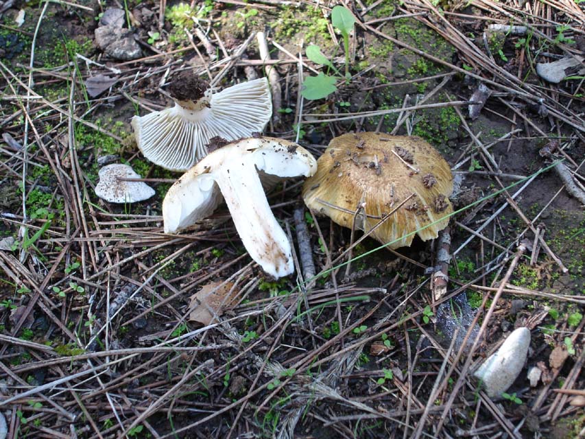 Foresta di Mercadante(Bari)
